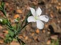 Pale Flax